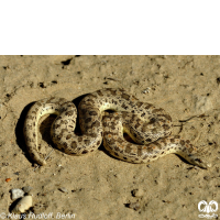 گونه کور مار تارتاری Tatar Sand Boa